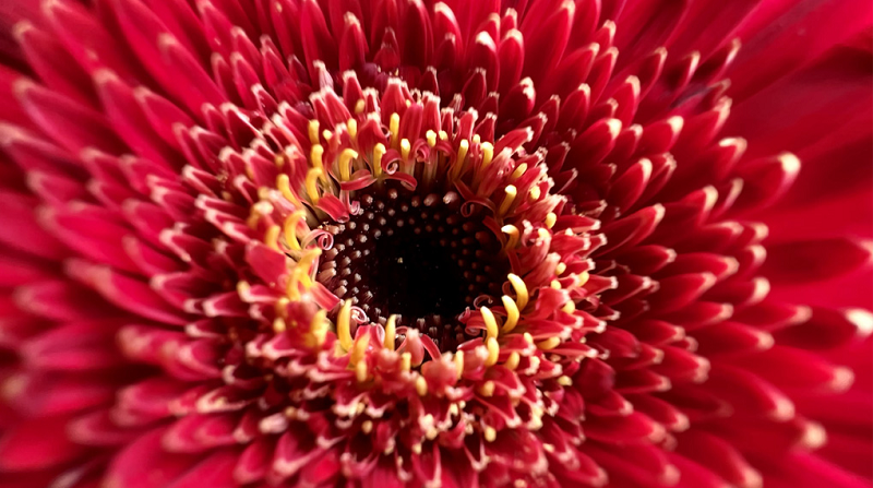 So sánh iPhone 12 Mini và iPhone 13 Pro - Lựa chọn nhỏ nhắn hay vừa vặn?